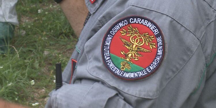 carabinieri forestali