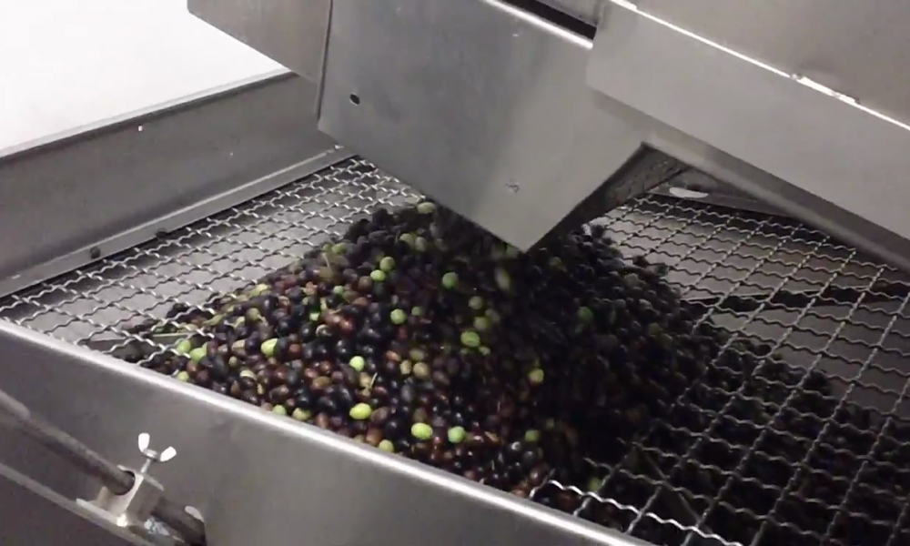 E’ lariano l’olio Dop più a Nord d’Europa. Coldiretti: “Atteso un calo di produzione a causa del clima”