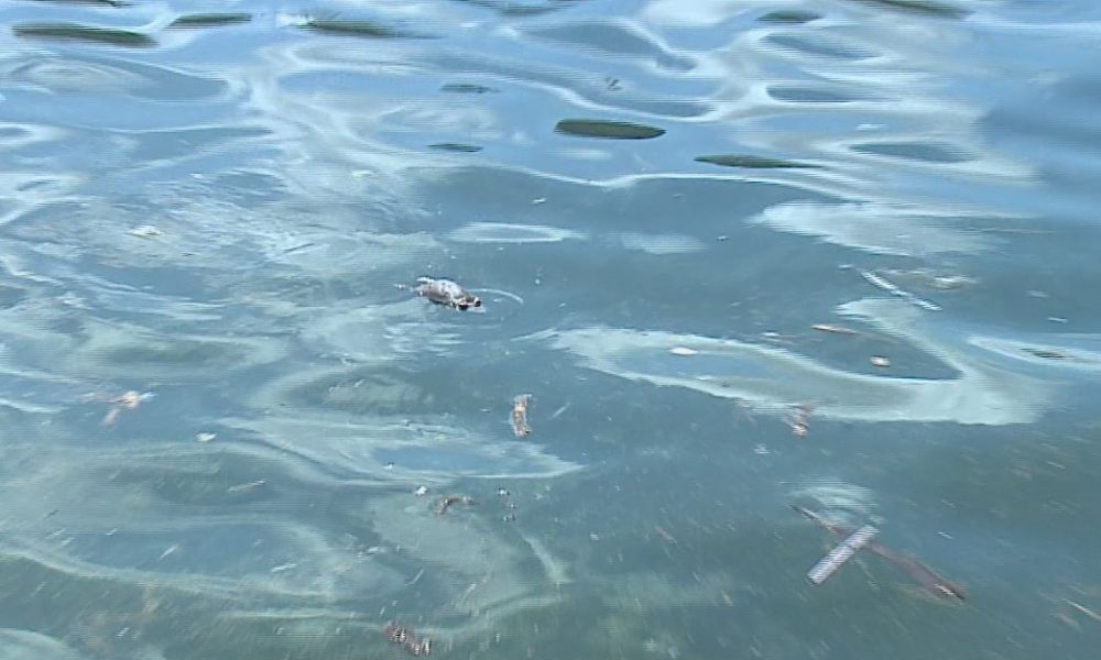 Como: carcassa di topo nell’acqua davanti al lungolago