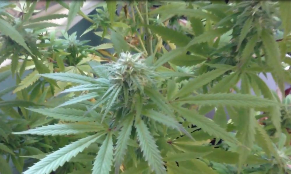 Ticino, nasce la prima associazione tra produttori per la cannabis di qualità