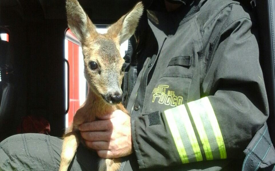 I vigili del fuoco di Como salvano un capriolo a Canzo