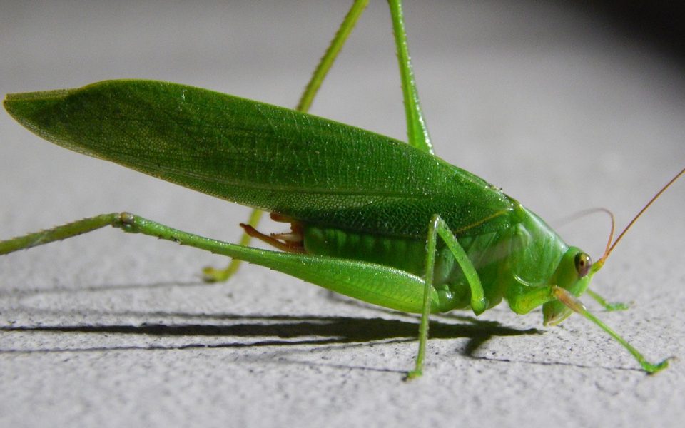 Svizzera, il primo Paese europeo ad autorizzare il consumo di insetti