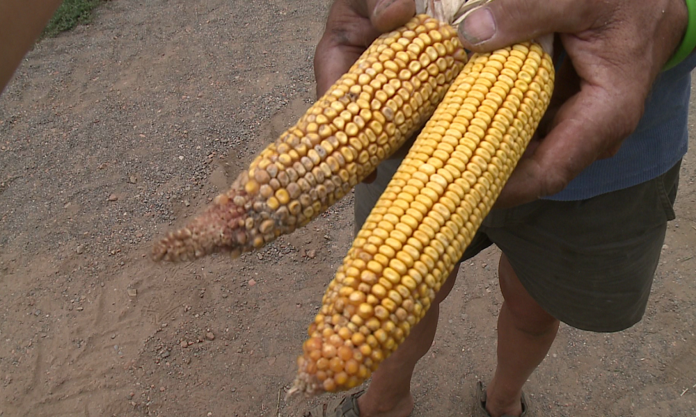 VIDEO I danni della siccità: sul Lario produzione di mais in calo del 20%