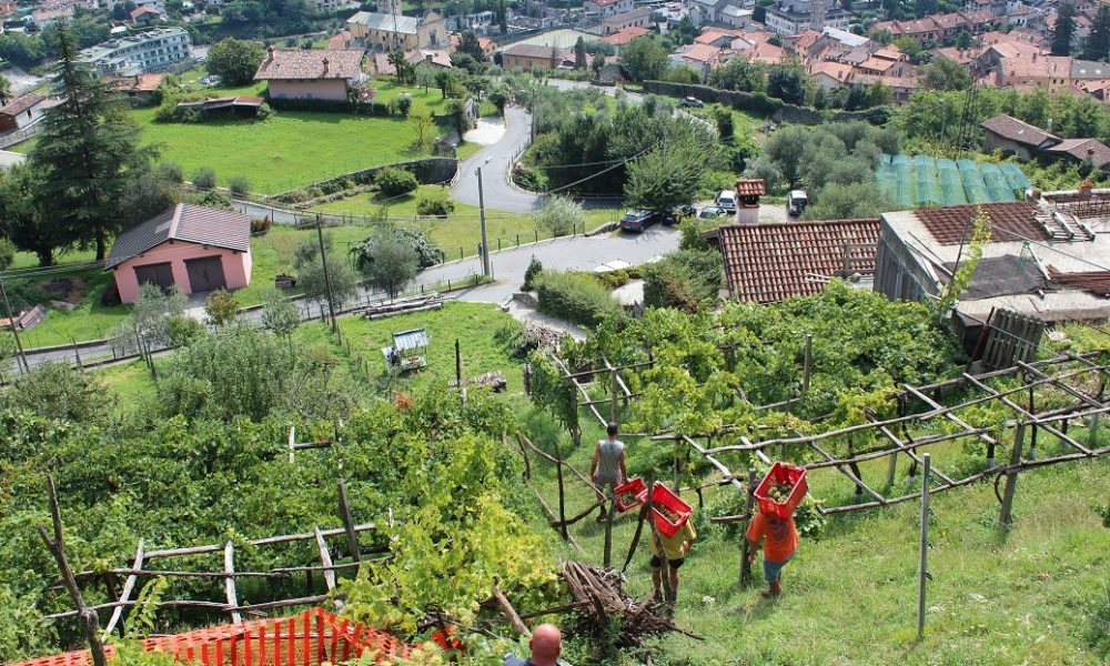 Vigne lariane, siccità e tempeste non rallentano la produzione: aumento del 15% nel 2017