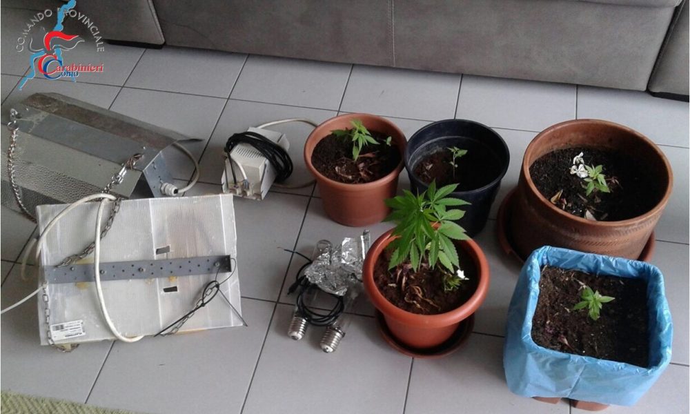 Lipomo: sul terrazzo una micro-serra con lampade e fertilizzanti per coltivare canapa, denunciato