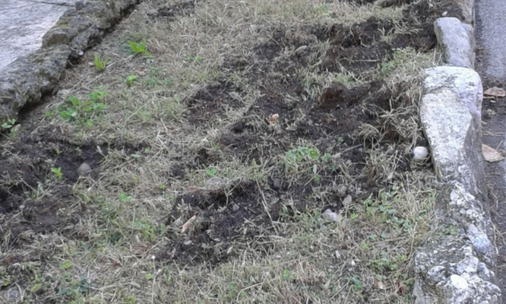 Cinghiali dalla Spina Verde al vecchio Sant’Anna. In un anno 15 esemplari catturati dalla Polizia Provinciale