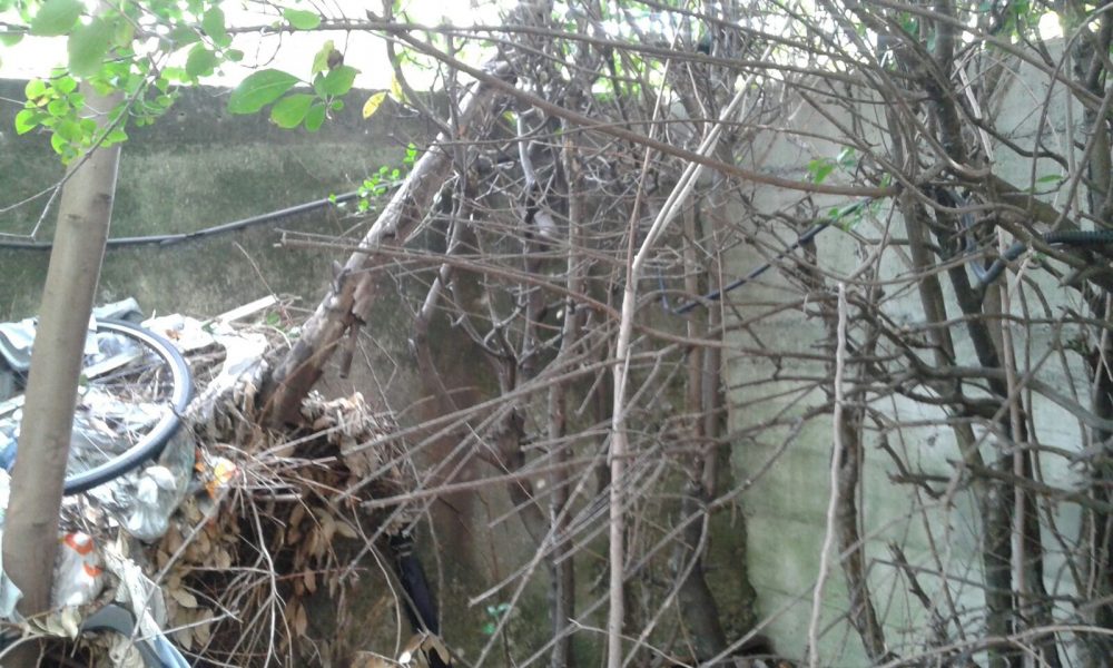 Ex asilo di Ponte Chiasso, volontari al lavoro per ripulire l’area