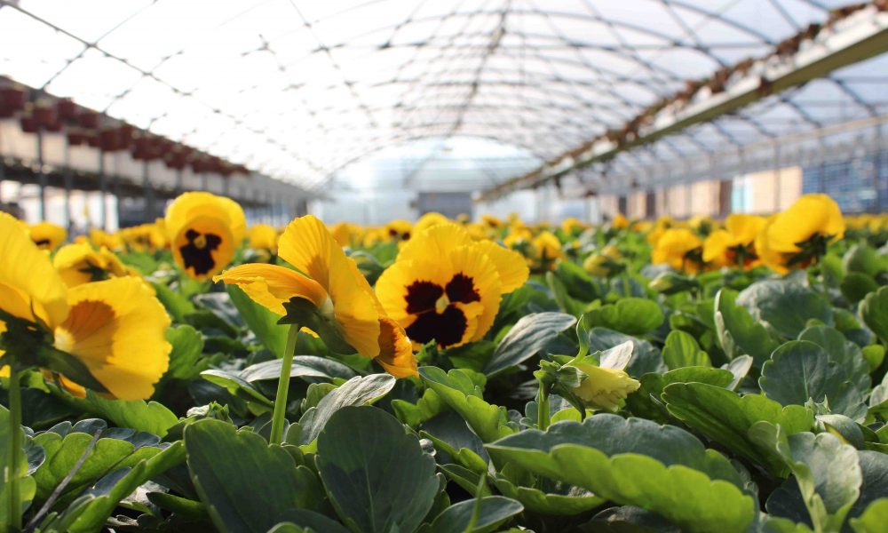 A Como crescono le coltivazioni in serra: da 1,6 a 12,7 ettari