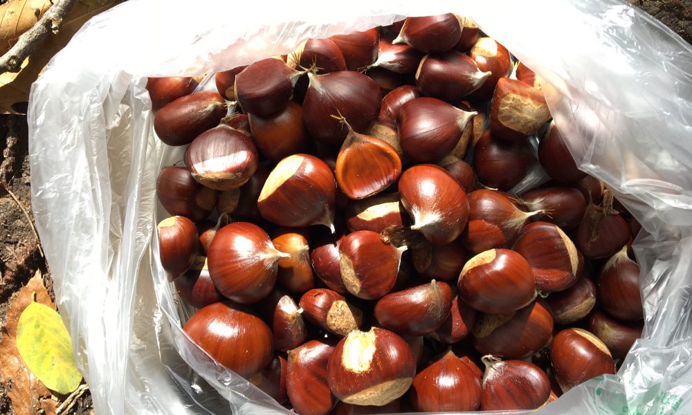 Castagne, maxi raccolto: a Como 143 ettari dedicati al “pane dei poveri”