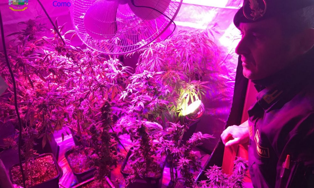 VIDEO Appartamento invaso dalla marijuana: le piante anche nella camera della madre 70enne. Arrestato