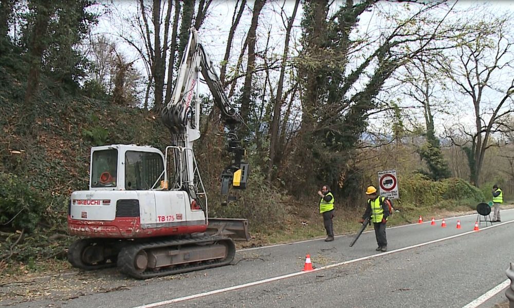 Como, lavori di potatura. Il cantiere accorcia i tempi: 7 giorni