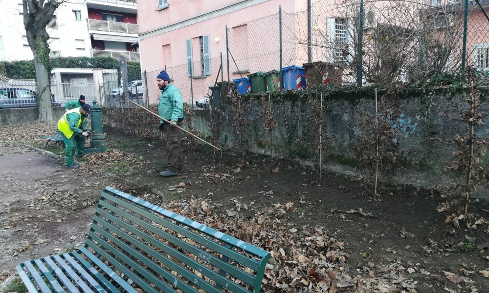 Como, rubati 13 alberi dal giardino di via Beccaria