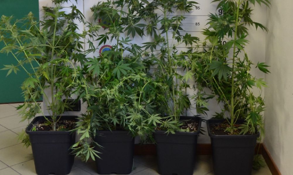 Fermato 27enne di Erba, trovate in auto numerose dosi di marijuana