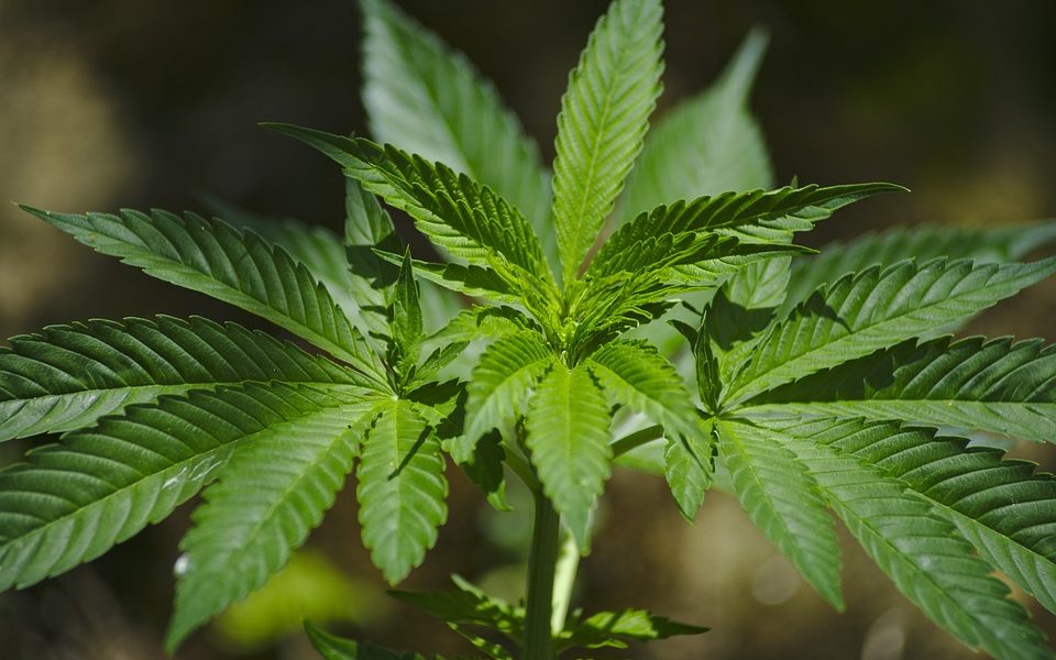 Cannabis, da quella legale a quella medicinale: il dibattito sulla liberalizzazione venerdì a Nessun Dorma