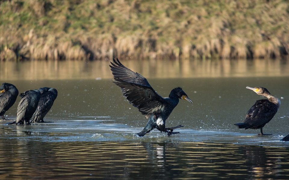 Lago Ceresio, meno cormorani e più pesci siluro