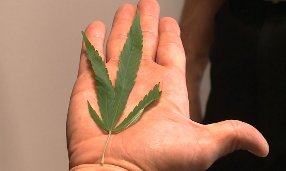 Droga in via Rienza: coltivava 330 piante di marijuana, 51enne patteggia due anni e mezzo