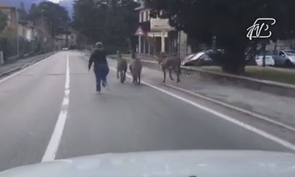 VIDEO – A spasso sulla Regina: Dongo, tre asini scappano tra le automobili
