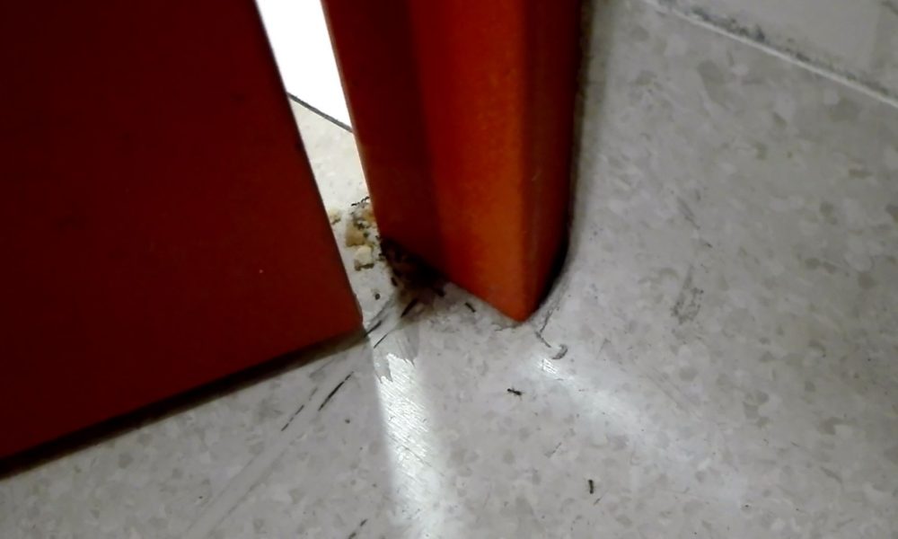 Formiche in Pronto soccorso al Sant’Anna, la replica dell’ASST Lariana: “Caso isolato”