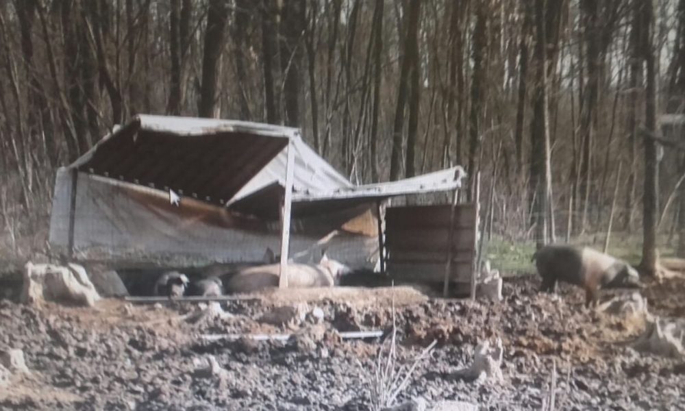 Cadorago, animali maltrattati. Due i denunciati