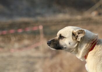 Zuffa tra cani