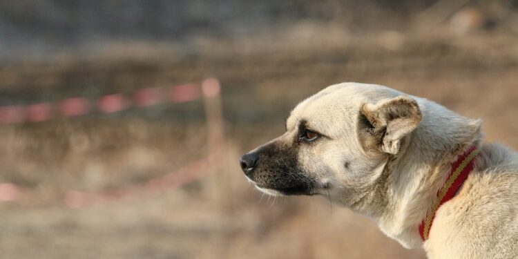 Zuffa tra cani