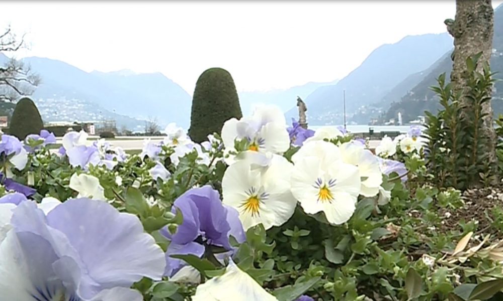 Allergie di primavera, un comasco su quattro ne soffre