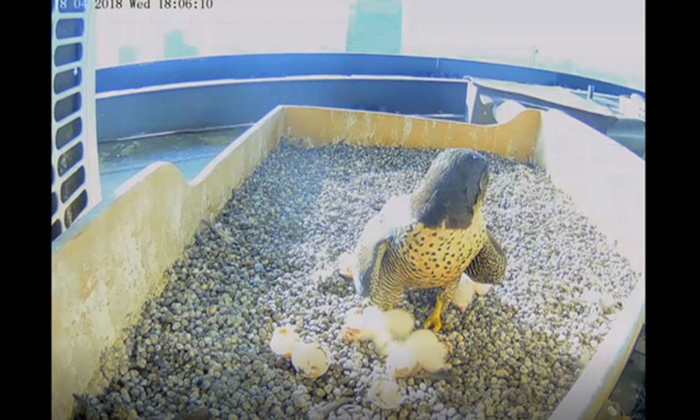 Falchi pellegrini sul tetto di Palazzo Pirelli, nati anche gli altri due piccoli in diretta webcam