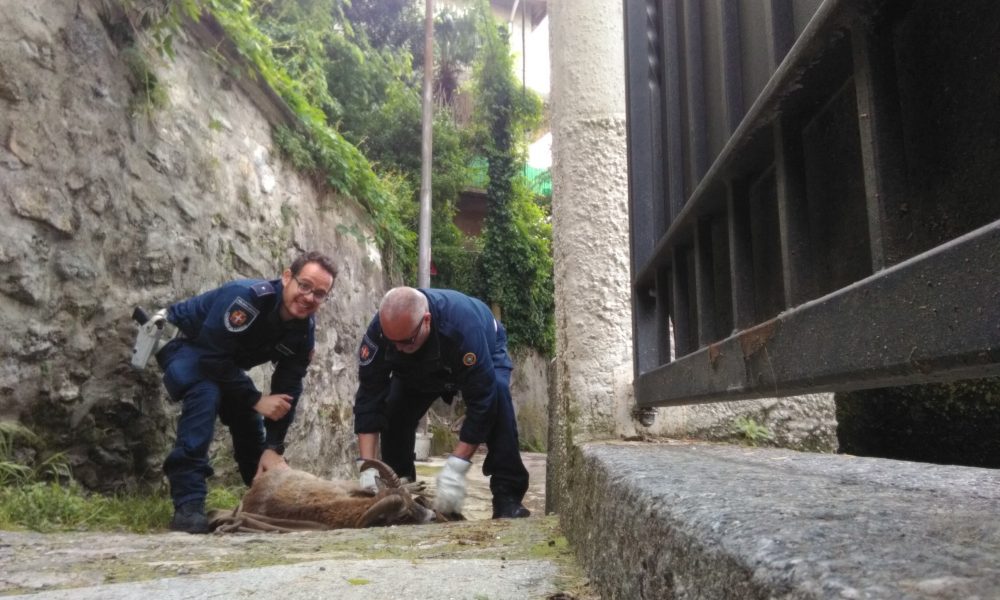 Muflone nel giardino di una scuola primaria di Como, intervengono i vigili del fuoco e la polizia locale