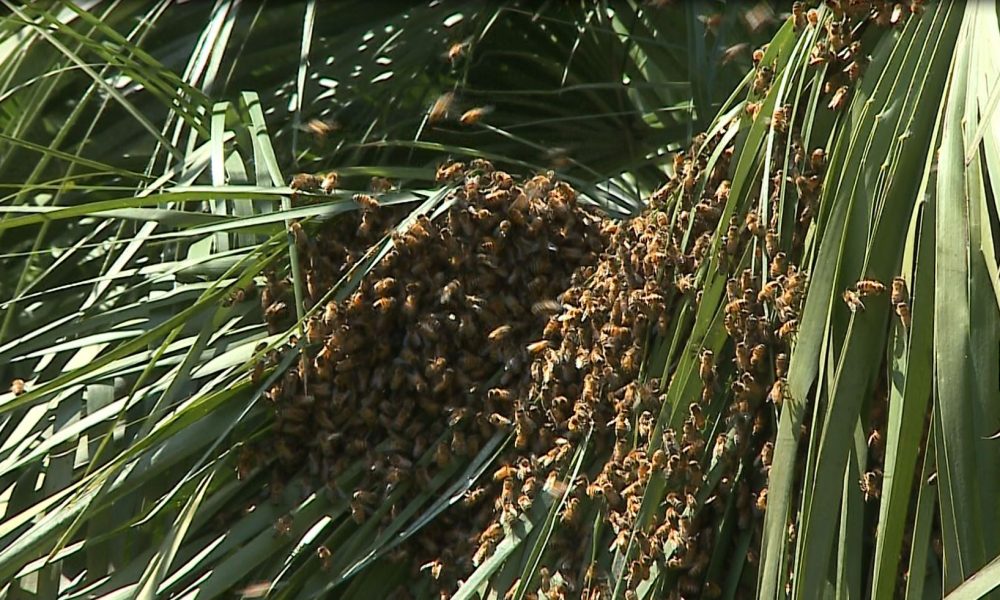 Como invasa dalle api, vigili del fuoco e polizia all’opera