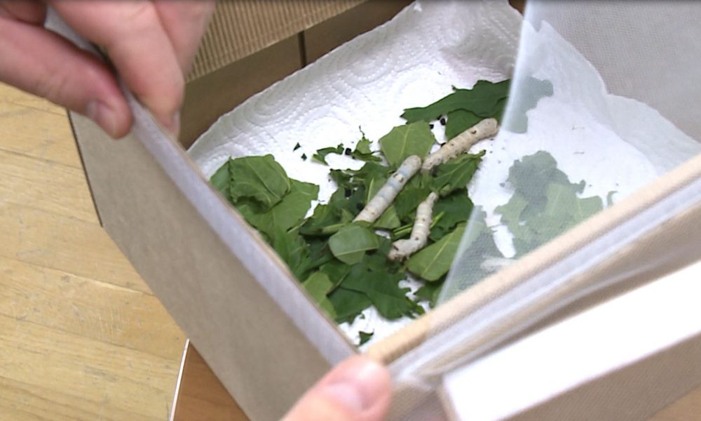 Bachi da seta “per non perdere il filo”. Allevamenti nelle scuole per riscoprire la tradizione