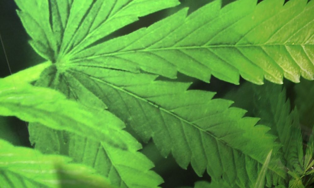 Prodotti e consumatori, ecco spiegata la cannabis light