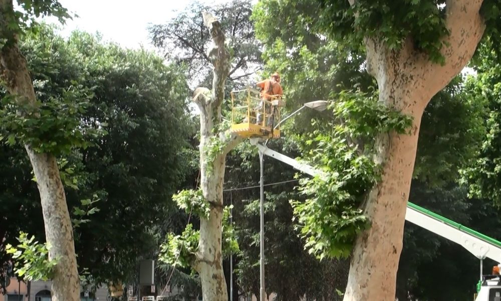 Viale Battisti, rimosso uno dei platani piantati da decenni sulla strada