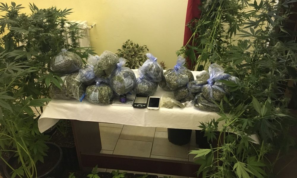 Menaggio, piantagione di droga in casa. Arrestato