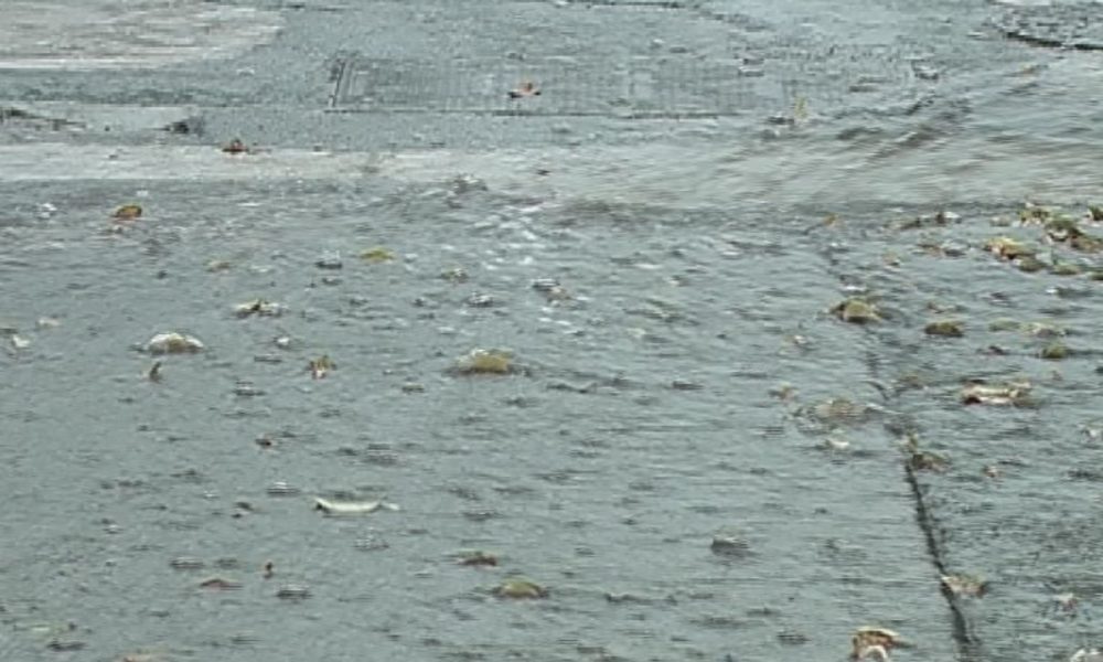 Nubifragi, vento e grandine Coldiretti: “Situazione anomala, danni alle strutture agricole”