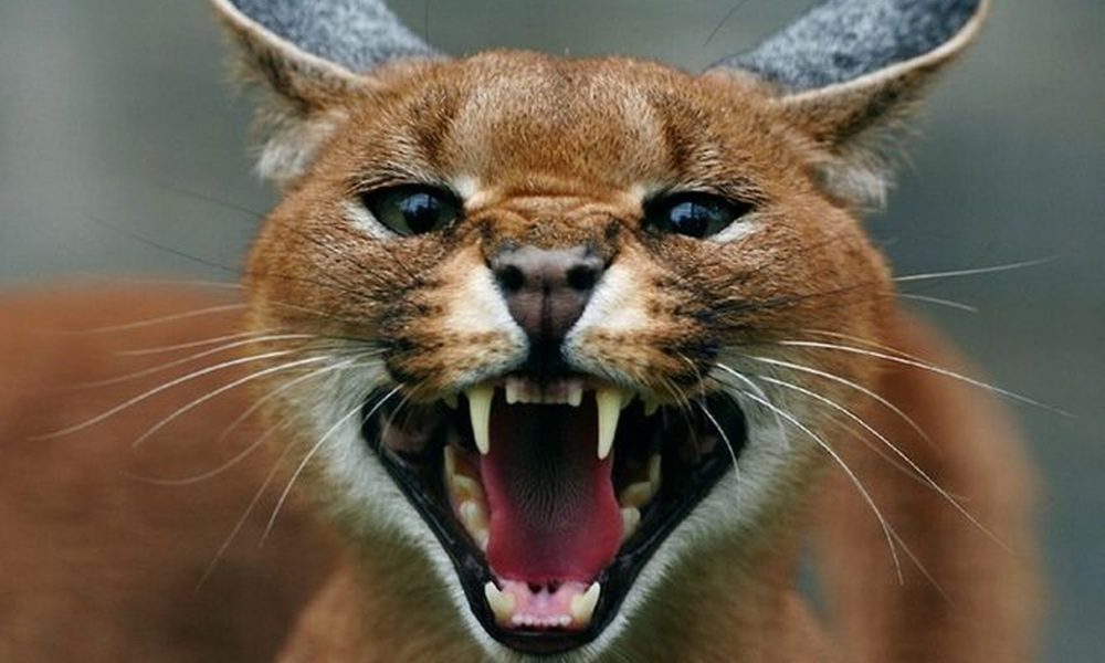 Felino nei boschi di Casnate, il veterinario “Potrebbe essere un caracal”