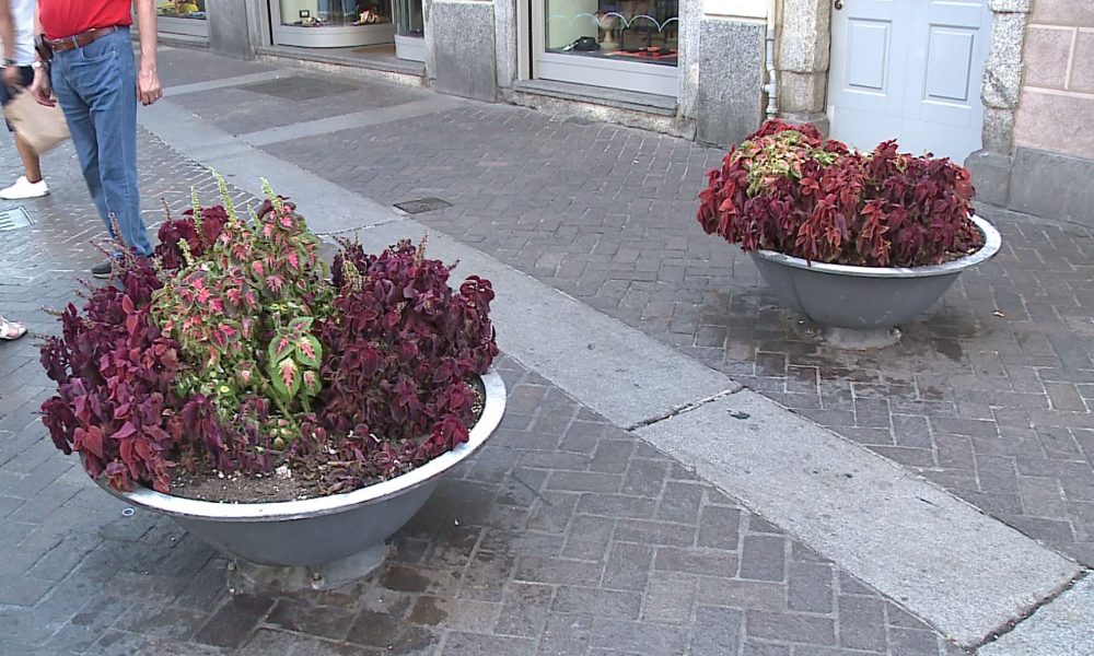Como, il degrado di due fioriere in via Vittorio Emanuele segnalato da una cittadina