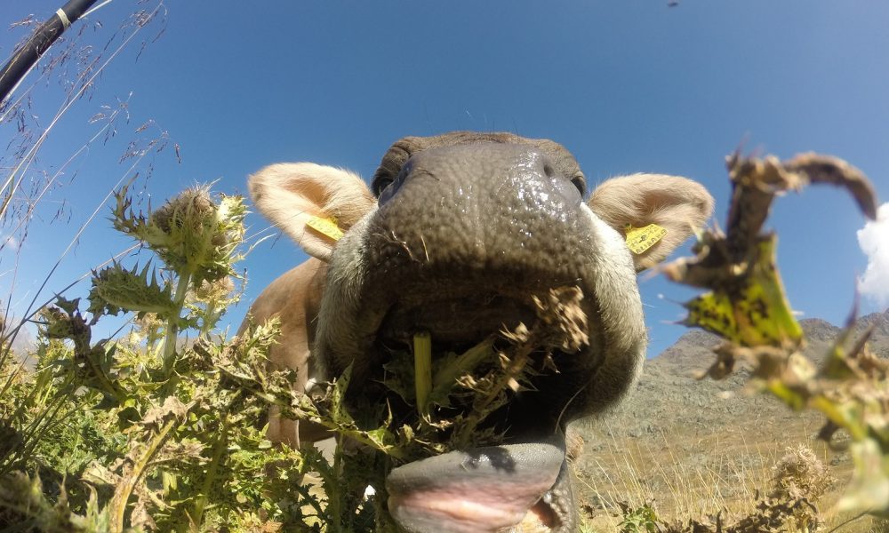 Caldo e afa, mucche stressate. La Coldiretti: “Produzione di latte in calo del 15%”