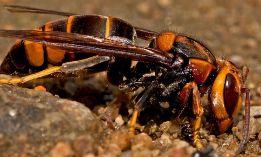 Insetti, preoccupa la zanzara della febbre del Nilo e arriva la vespa velutina