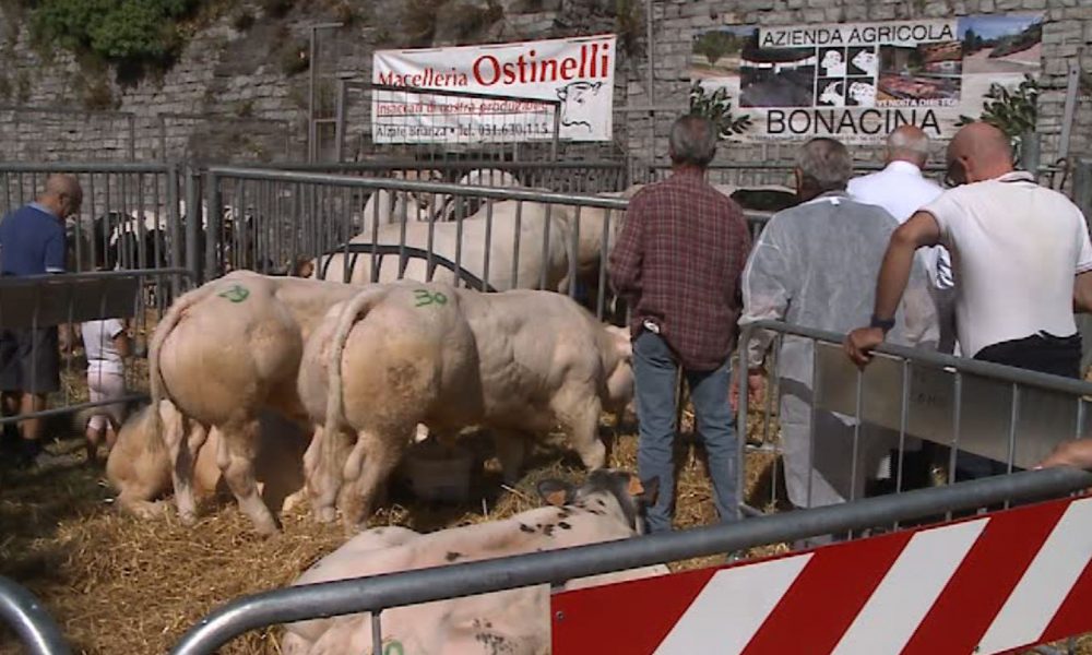 Sant’Abbondio, domani ultimo giorno di Fiera. Oggi la benedizione di allevatori e animali
