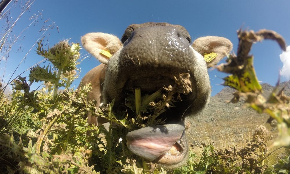 Svizzera, gli “estremi” della democrazia diretta: il voto sulle corna delle mucche