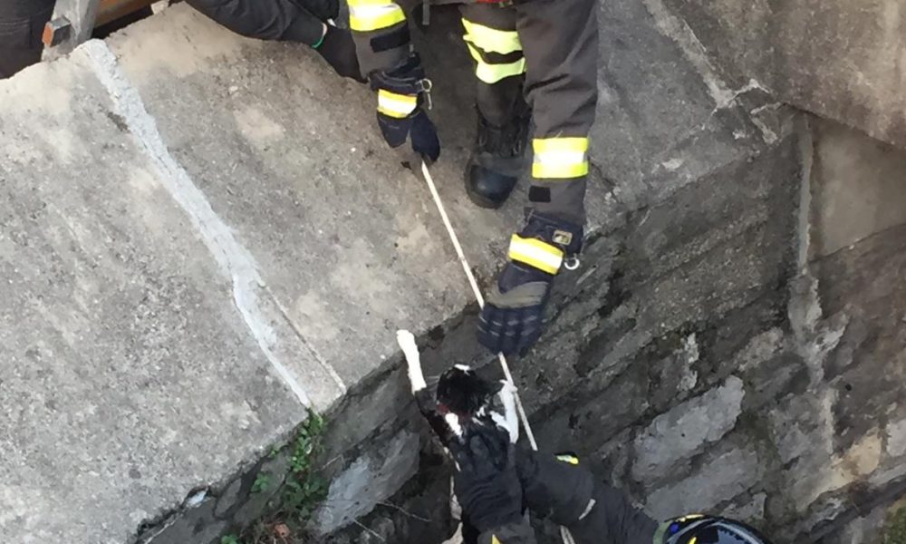 Intervento dei vigili del fuoco per salvare un gatto