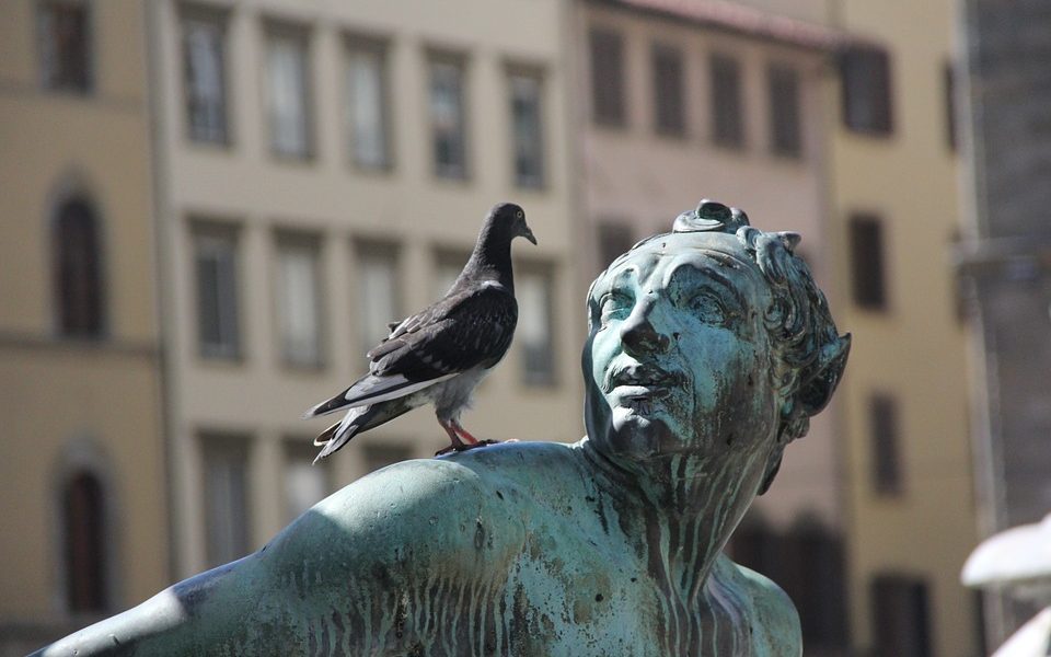 Guerra ai piccioni, l’ordinanza del sindaco in un condominio