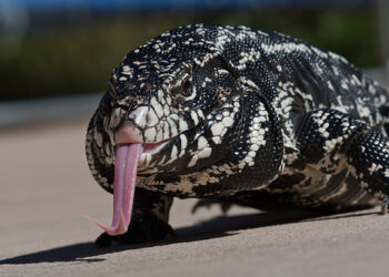 The Argentine black and white tegu, (Tupinambis merianae), is the largest species of tegu per http://en.wikipedia.org/wiki/Argentine_Black_and_White_Tegu  and is also know as the Argentine giant tegu.  From a workshop on Macro Photography by Dave Bowlus et al., San Luis Obispo, CA 19 Sept 2010.  An especial thanks to Dennis Sheridan for providing the live subject seen in this photo, and to Cheryl Strahl for superb organization and coordination of the workshop.
Photo by "Mike" Michael L. Baird, mike [at} mikebaird d o t com, flickr.bairdphotos.com; Shooting a Canon 1D Mark III, Canon EF 180mm f3.5L Macro USM AutoFocus Telephoto Lens, Canon Speedlite 580EX II Flash, handheld or on a small Gitzo tripod.   To use this photo, see access, attribution, and commenting recommendations at http://www.flickr.com/people/mikebaird/#credit - Please add comments/notes/tags to add to or correct information, identification, etc.  Please, no comments or invites with badges, images, multiple invites, award levels, flashing icons, or award/post rules.   Critique invited.