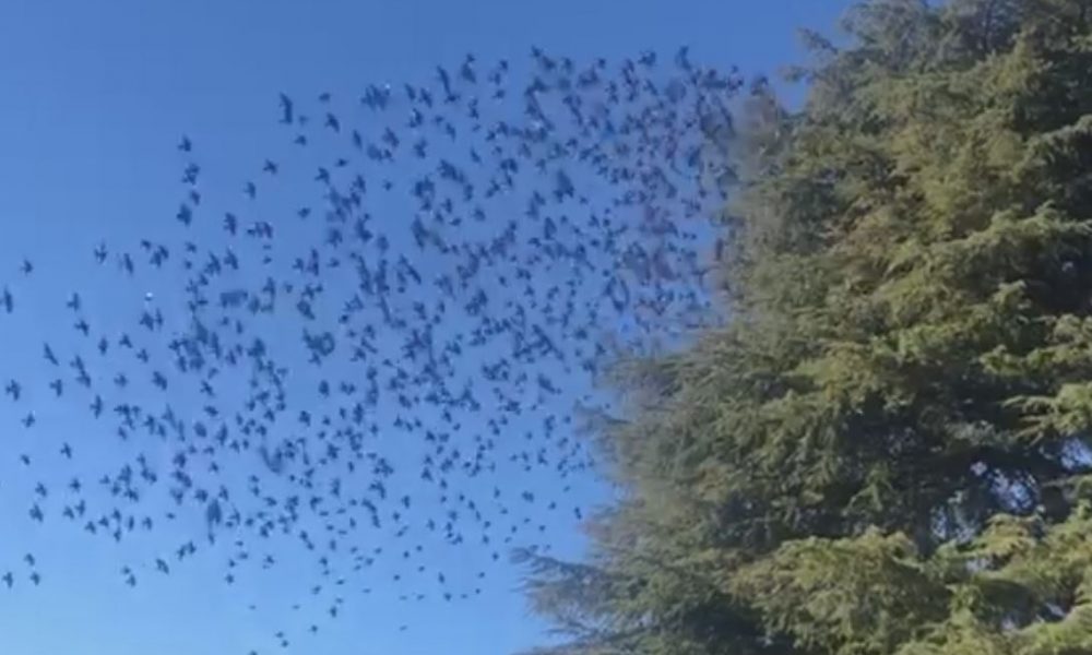 Stormi di uccelli volteggiano su Como, la spiegazione dell’esperto