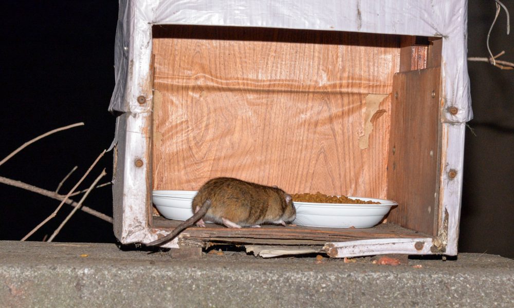 Degrado e incuria, i topi invadono il parcheggio della stazione di Grandate