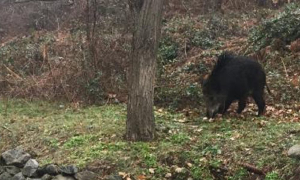 Allarme cinghiali a Como, avvistamenti a Prestino