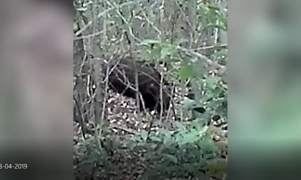 San Fermo della Battaglia, allarme cinghiali nei pressi del centro abitato