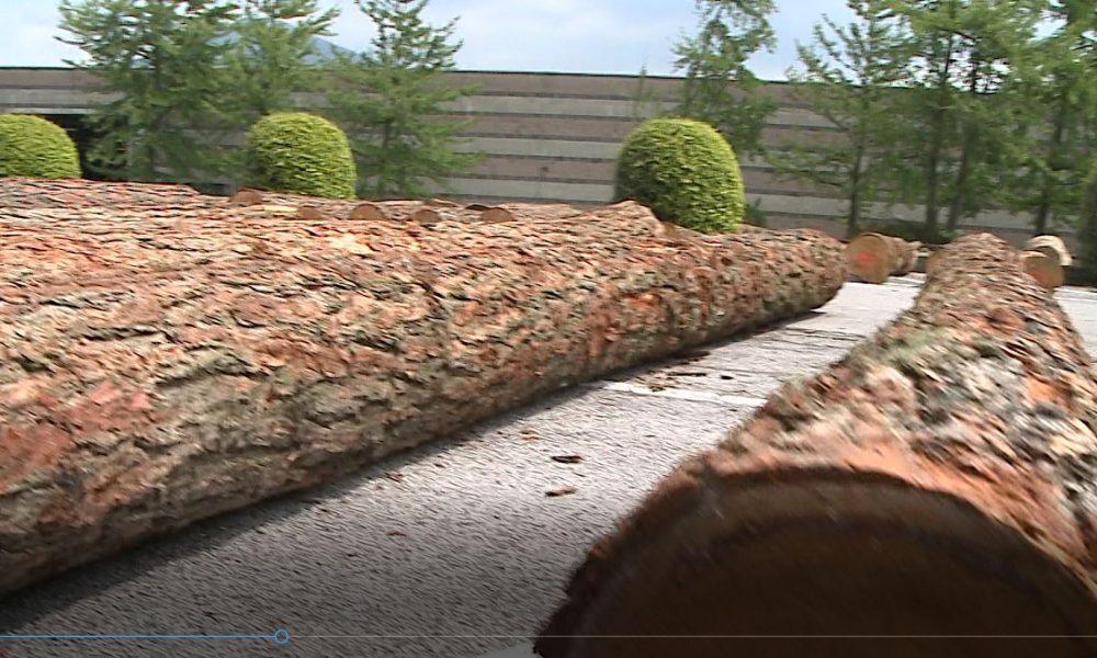 17-19 maggio, Lariofiere ospita Forlener, il decimo Salone dell’energia dal legno. All’asta i tronchi più pregiati