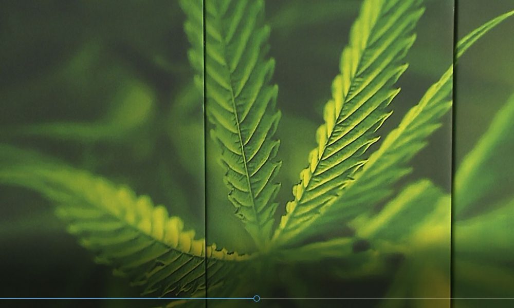 Cannabis light, lo stop della Cassazione: vietata la vendita di olio, foglie e inflorescenze