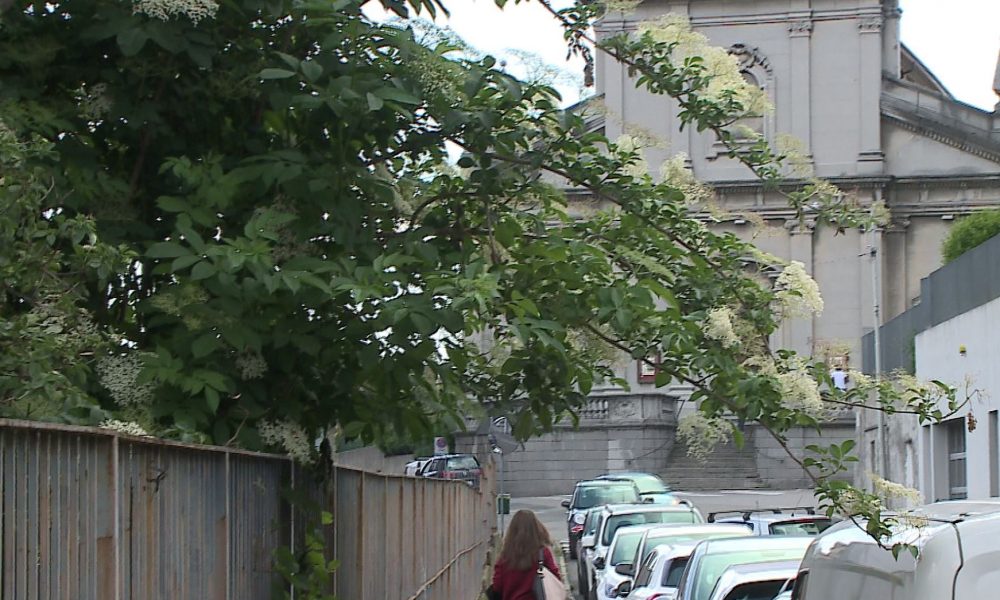 Camerlata e Rebbio: piante e erba da tagliare. Nei prossimi giorni l’intervento del Comune